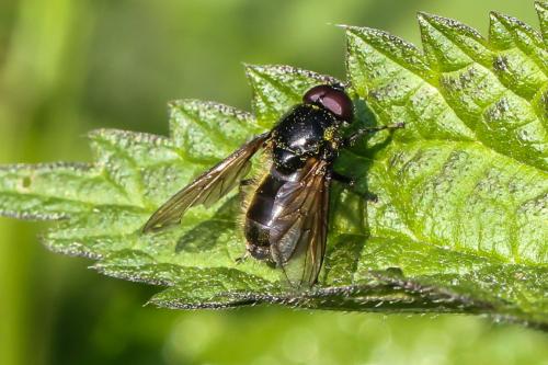 Cheilosia sp.